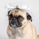 👰🐶 Costume de chien voile de mariée