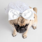 👰🐶 Costume de chien voile de mariée