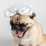 👰🐶 Costume de chien voile de mariée