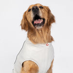 Haut rafraîchissant et protecteur UV Cooper Dog – Respirant, anti-UV, réfléchissant, confortable | Équipement d'extérieur pour animaux