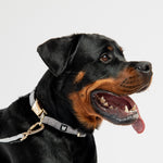 Aquafleece Dog Collar - Grey - Silver Paw