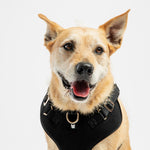 Aquafleece Dog Harness - Black - Silver Paw