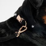 Aquafleece Dog Leash - Black - Silver Paw