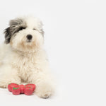 Butterfly Floating Dog Toy - Silver Paw