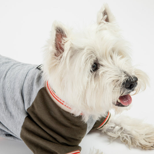Chase Dog Sweatshirt - Green - Silver Paw