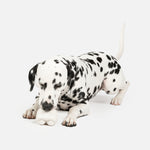 Earbuds With Vanilla Scent Dog Toy - Silver Paw