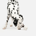 Earbuds With Vanilla Scent Dog Toy - Silver Paw