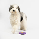 Flower Floating Dog Toy - Silver Paw