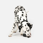 Lipstick Dog Toy - Silver Paw
