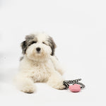 Collier pour chien | Jouet à mâcher en caoutchouc 100 % naturel, motif flottant et parfum lavande