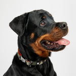 Camo Dog Collar – Durable Adjustable Collar with Patented Metal Buckle