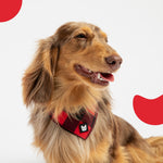Harnais pour chien en popeline à carreaux rouges – Réglable, sécurisé et élégant