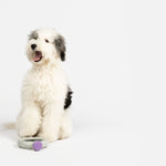 Ring Dog Toy | 100% Natural Rubber Chew with Treat Dispenser & Lavender Scent