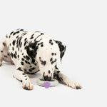 Ring Dog Toy | 100% Natural Rubber Chew with Treat Dispenser & Lavender Scent