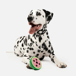 Watermelon Dog Toy | 100% Natural Rubber Chew for Safe & Interactive Play