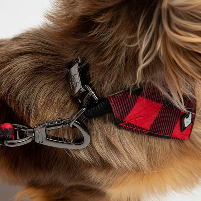 Leashes