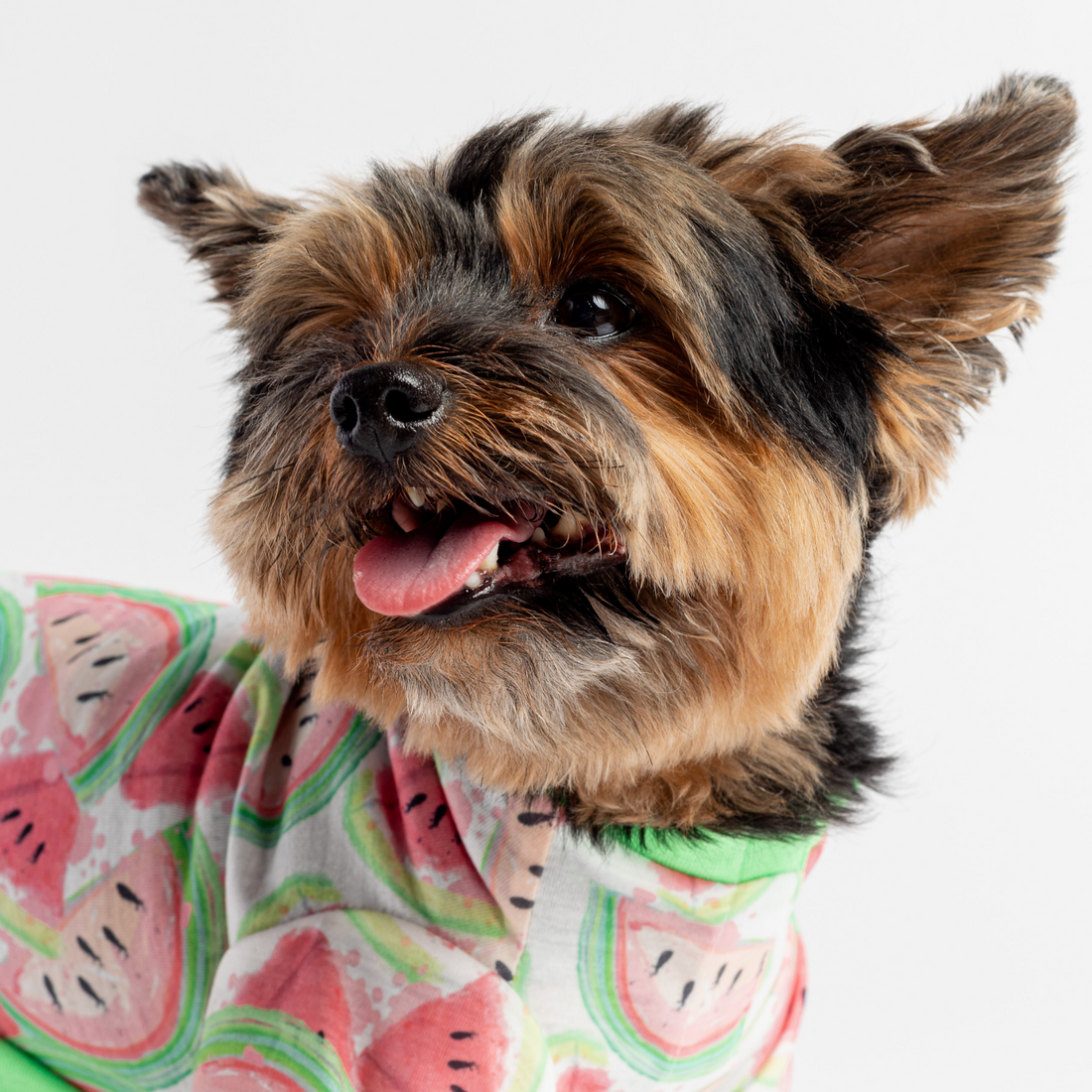 🍉 Pyjama pour chien aux fruits de pastèque – Combinaison Velcro douce et confortable pour animaux de compagnie