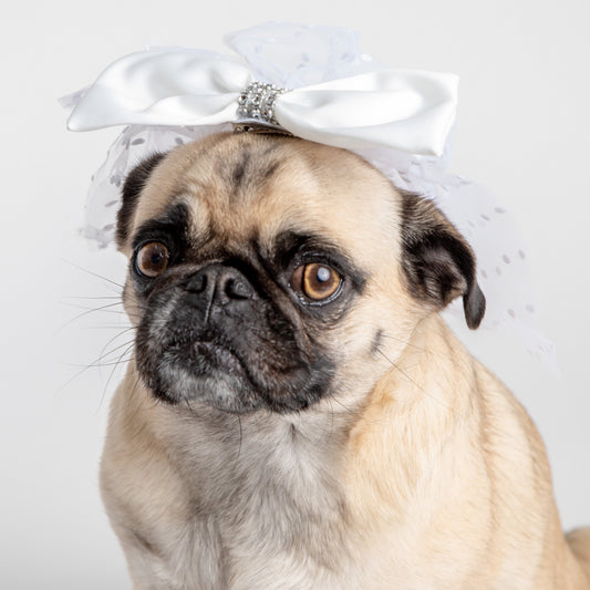 Bridal Veil Dog Costume