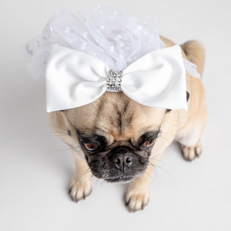 👰🐶 Costume de chien voile de mariée