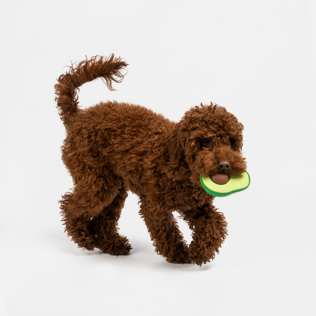 Jouet pour chien en forme d&