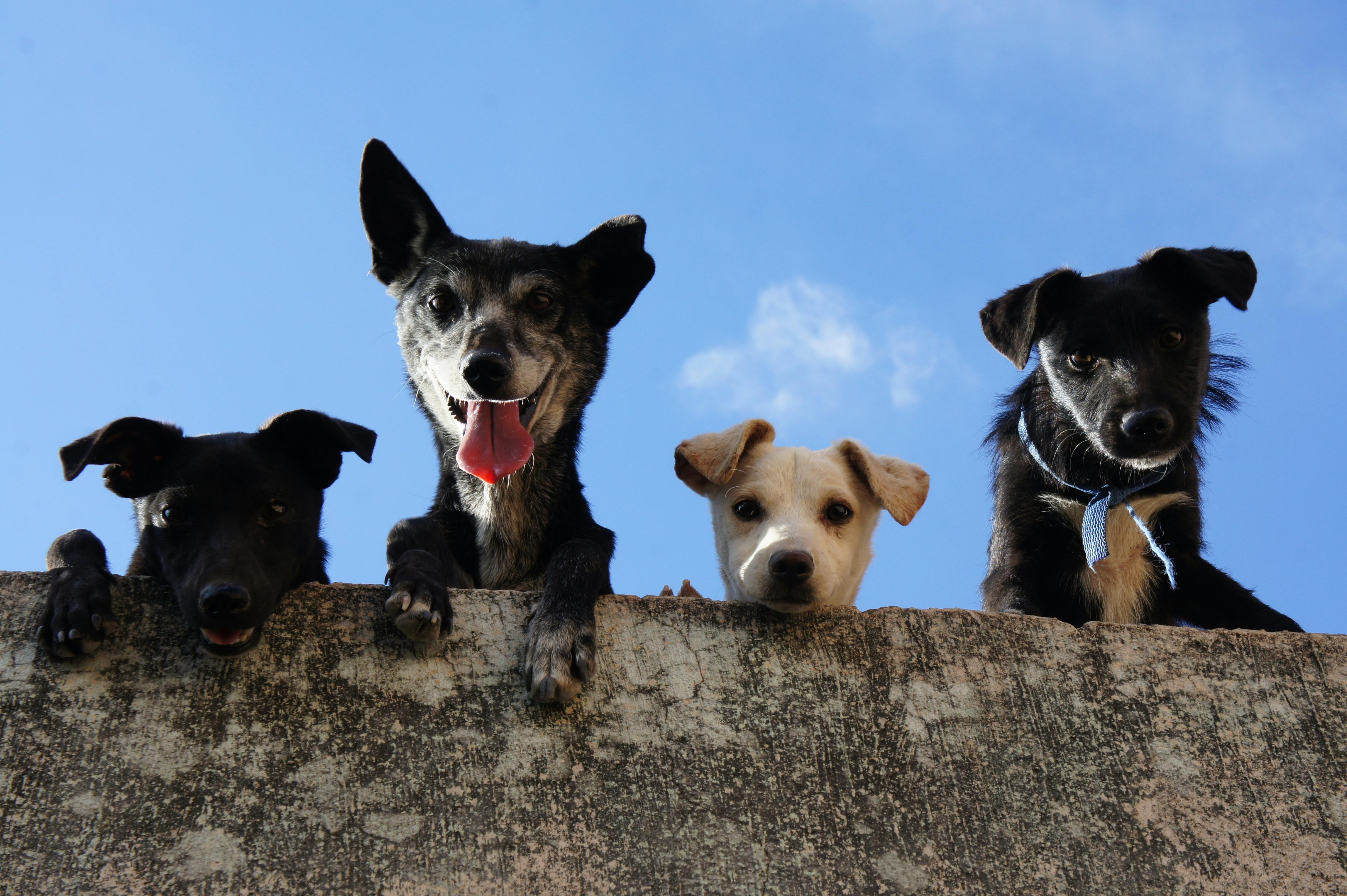 What Is DollarWoofClub?