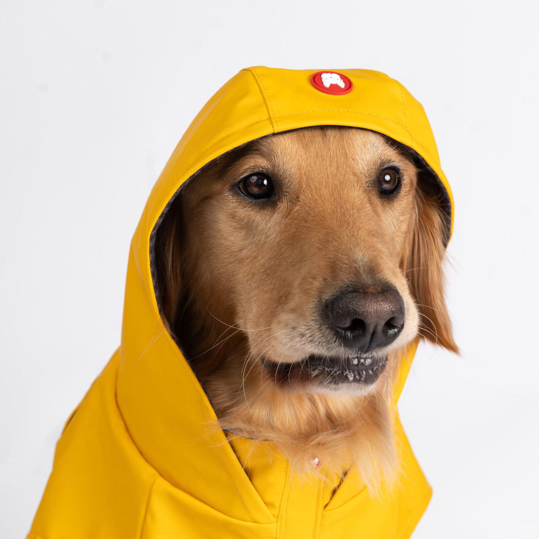 Imperméable pour chien Aden 2.0 jaune – Élégant, imperméable, réglable, avec passepoil réfléchissant et patch d&