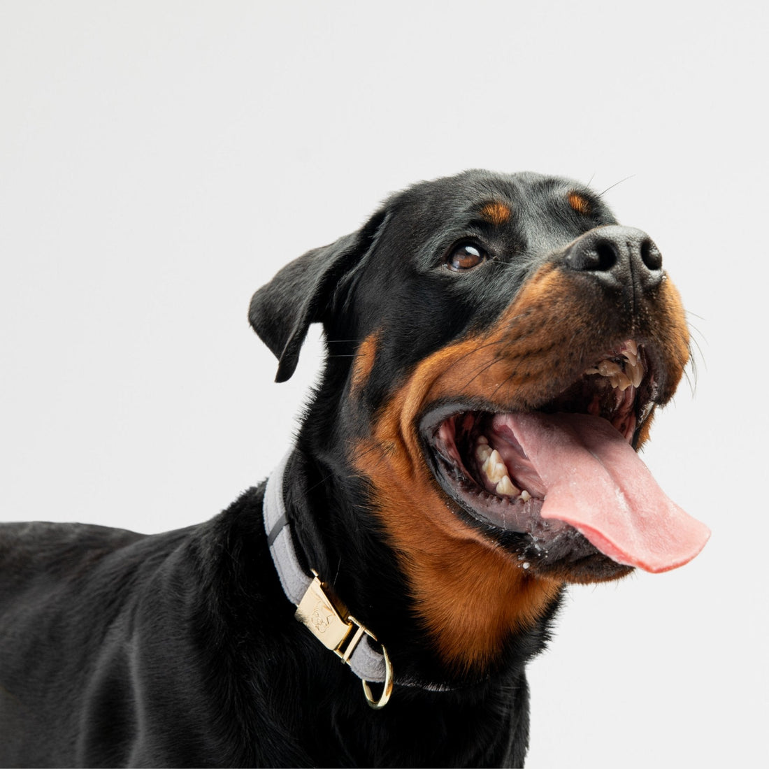 Aquafleece Dog Collar - Grey - Silver Paw