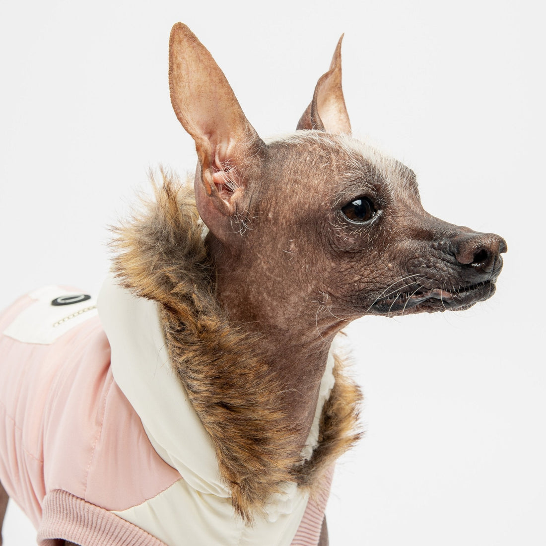 Ava Dog Jacket - Pink - Silver Paw