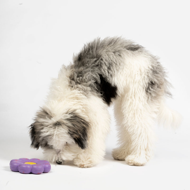 Flower Floating Dog Toy - Silver Paw