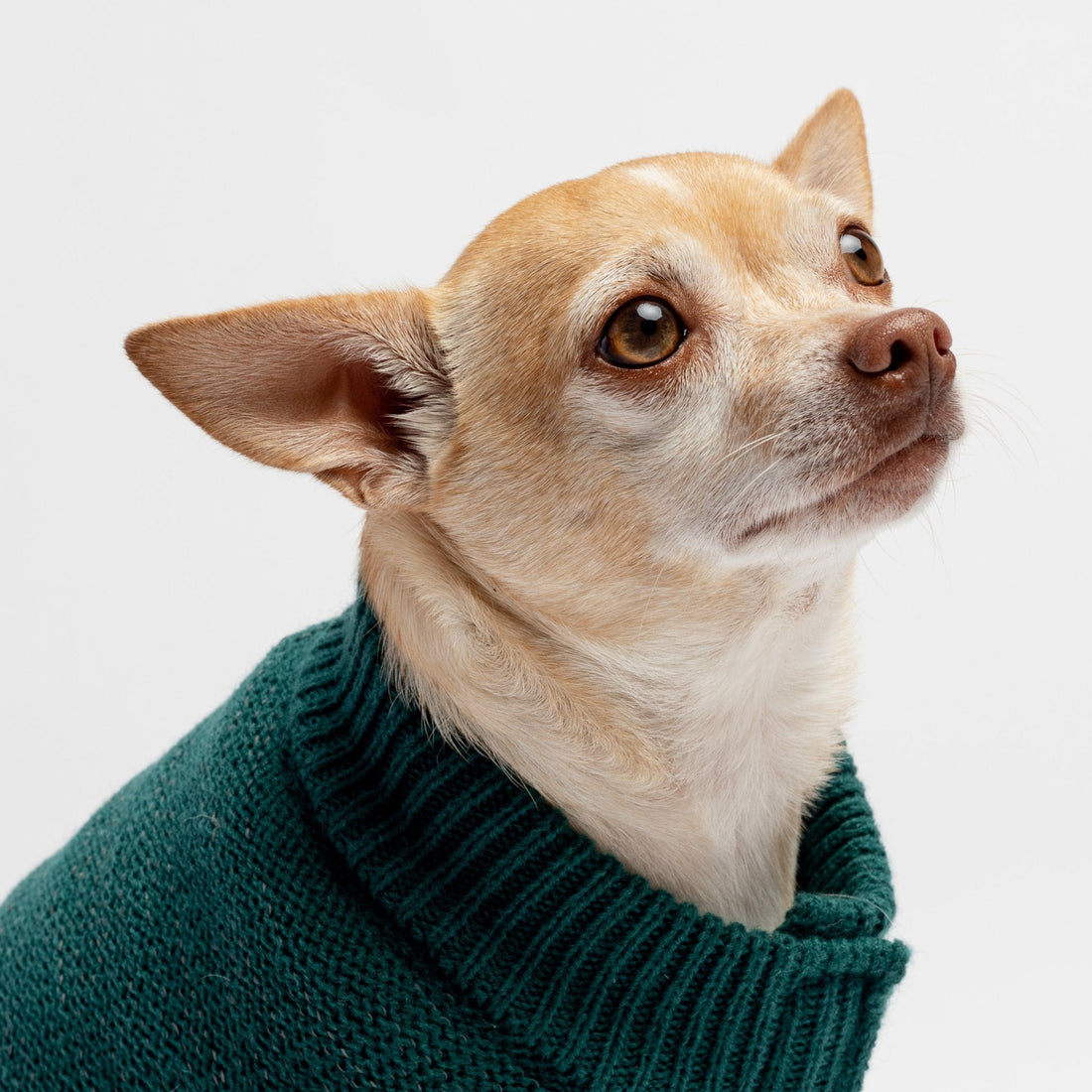 James Dog Sweater - Teal - Silver Paw