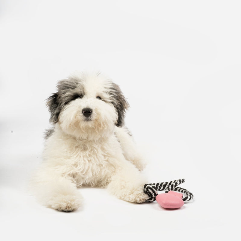 Collier pour chien | Jouet à mâcher en caoutchouc 100 % naturel, motif flottant et parfum lavande