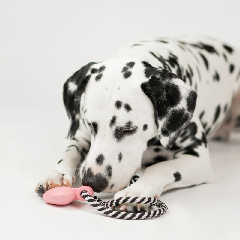 Collier pour chien | Jouet à mâcher en caoutchouc 100 % naturel, motif flottant et parfum lavande