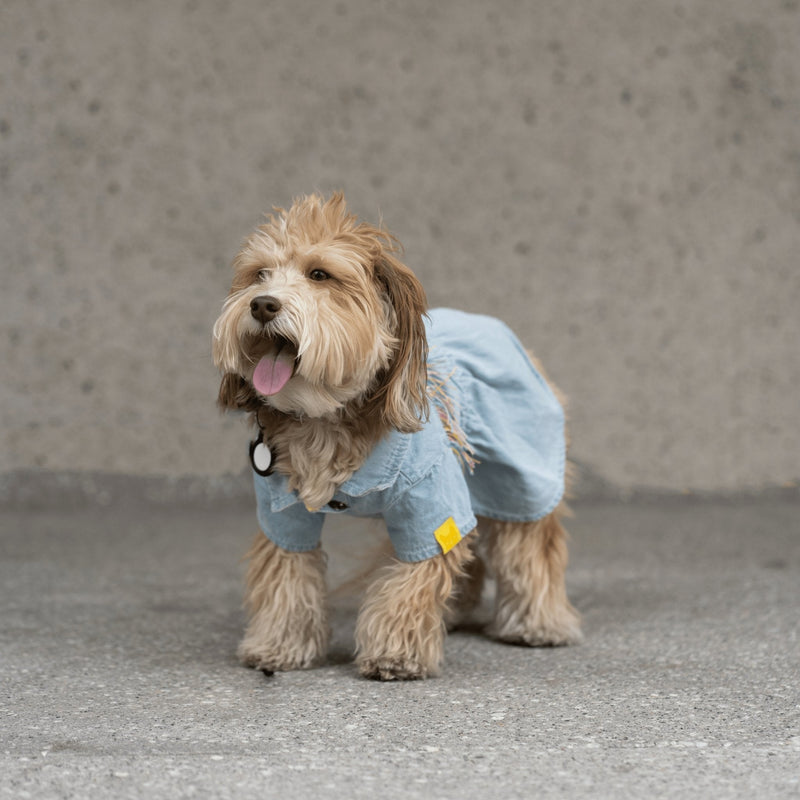 Ocean Denim Dog Dress – Chic Festival-Ready Outfit with Rainbow Fringe – Dollar Woof Club