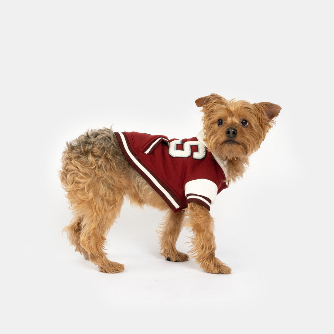 Otis Dog Letterman Jacket – Varsity-Inspired Bomber with Hood &amp; Leash Access