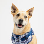 Harnais pour chien en popeline bleu tie-dye – Réglable, élégant et confortable