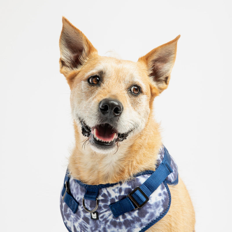 Harnais pour chien en popeline bleu tie-dye – Réglable, élégant et confortable