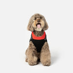 Pull pour chien renne – Tricot douillet pour les fêtes avec motif renne festif 