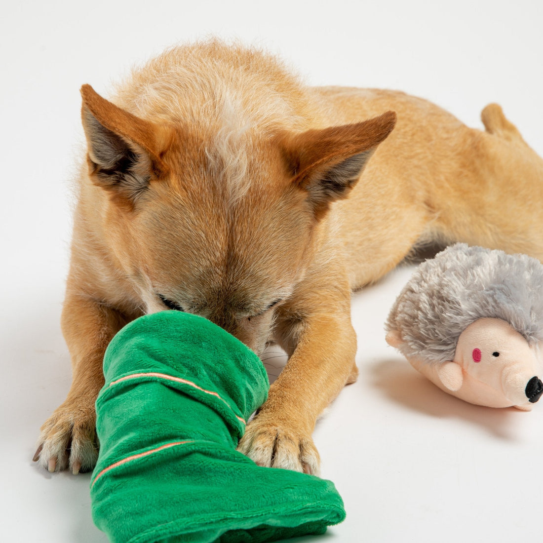 🦔 Jouet pour chien Porc-épic endormi – Peluche 2 en 1 couineur et froissement pour un jeu amusant !