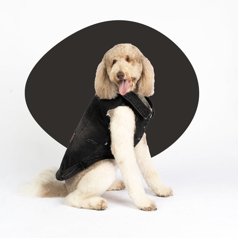 Spencer Dog Jacket – Distressed Denim with Sherpa Lining & Matte Snaps