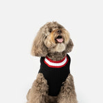 Pull pour chien avec couronne – Tricot festif avec nœud et coupe confortable 